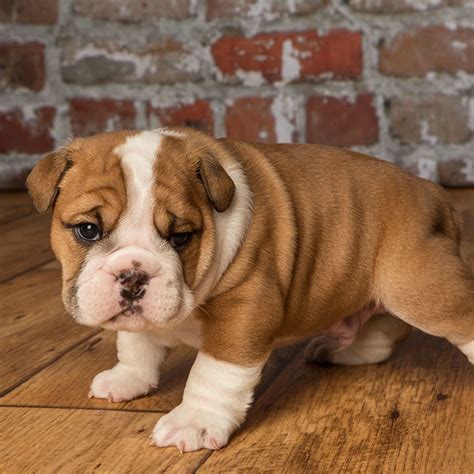 english bulldogs for sale in texas|english bulldog puppies for sale in texas.